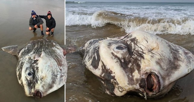 Six foot fish that appears like ‘an alien’ washes up on Australian beach