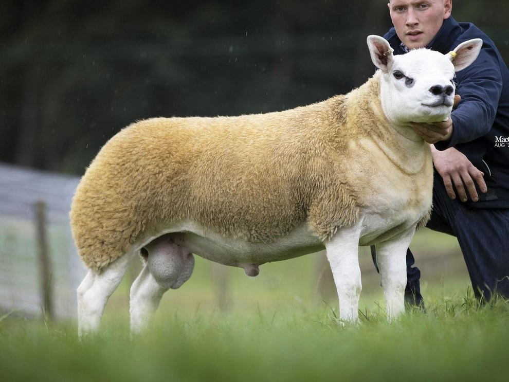 World's most expensive sheep Double Diamond sold for over N190m in auction